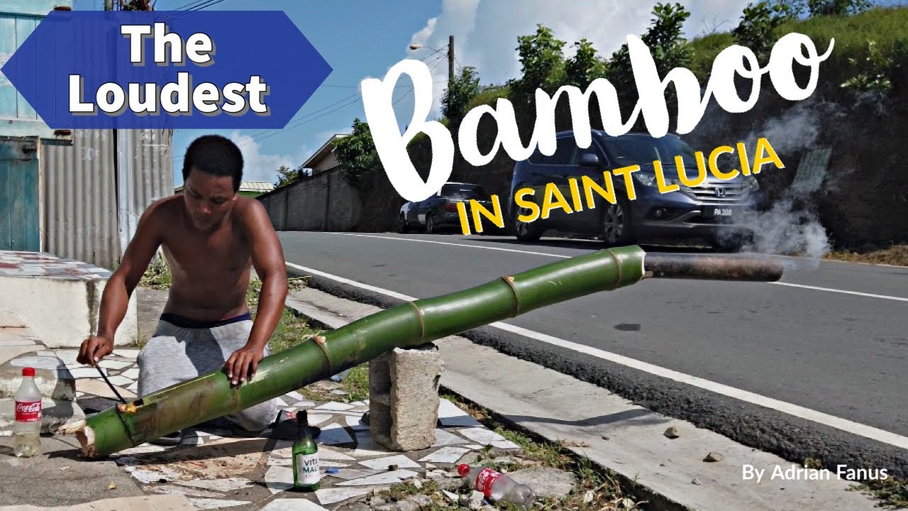 Bamboo Bursting in Saint Lucia