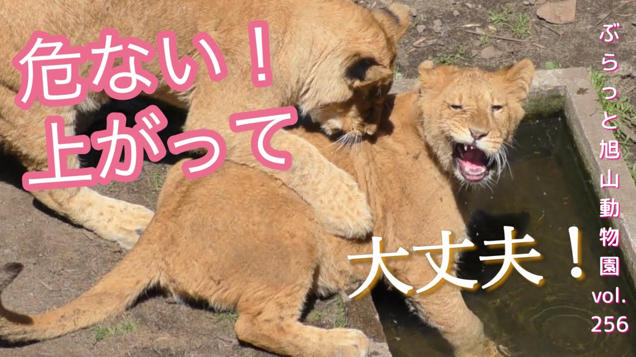 だめ！ミニママのフウがイトを救出？イトオコ！ライオン家族/vol256@旭山動物園/wants to play, wants to be rescued from the pool
