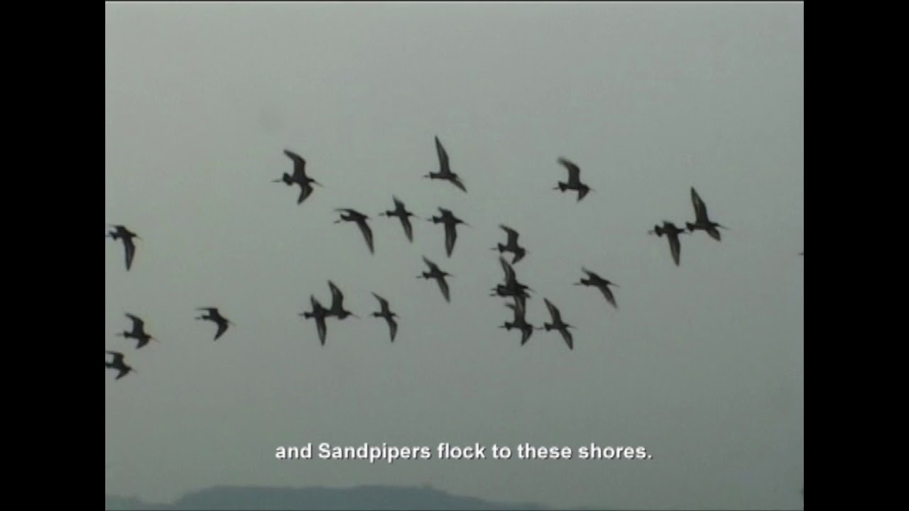 KAIPPAD: The brackish water pady and prawn field