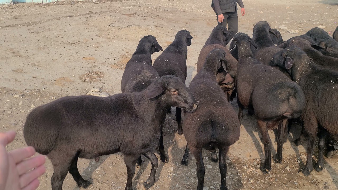 30 ДОНА КУЧКОРЛАР ТУШДИ