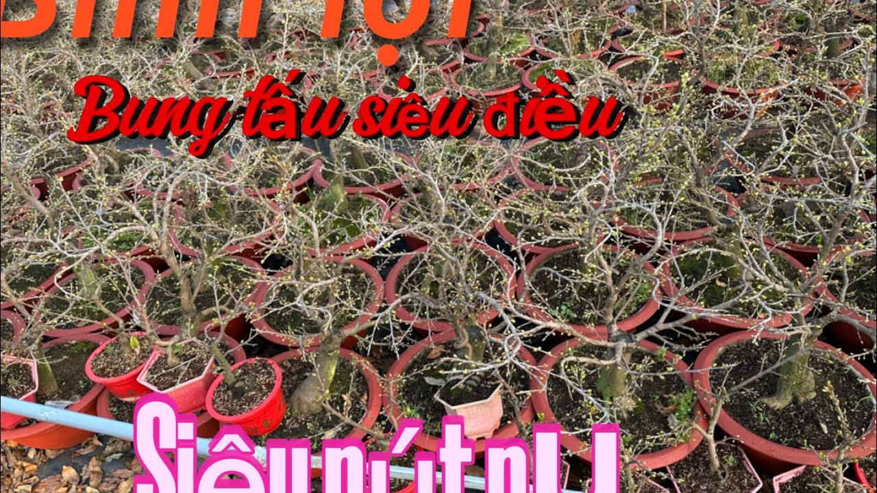 7-2 🌲Mai chuẩn bị lên lô Sài Gòn 