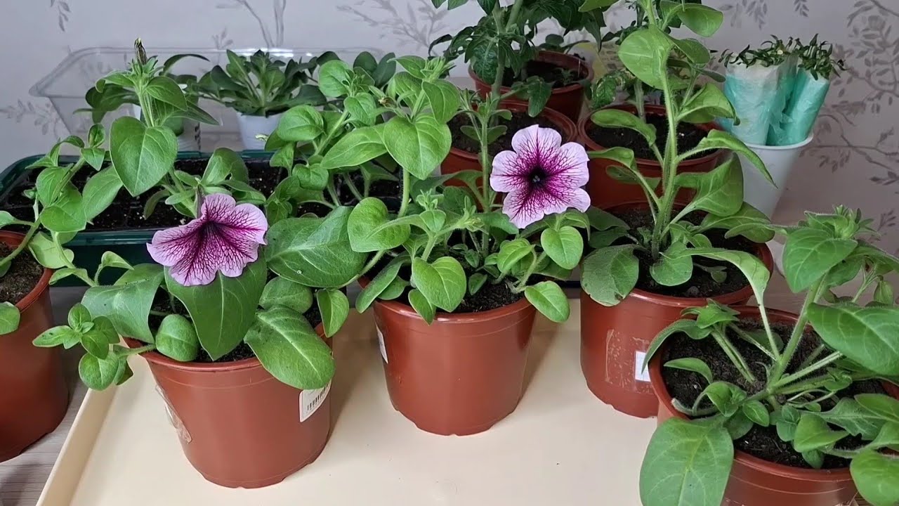 Формирую и черенкую петунию.