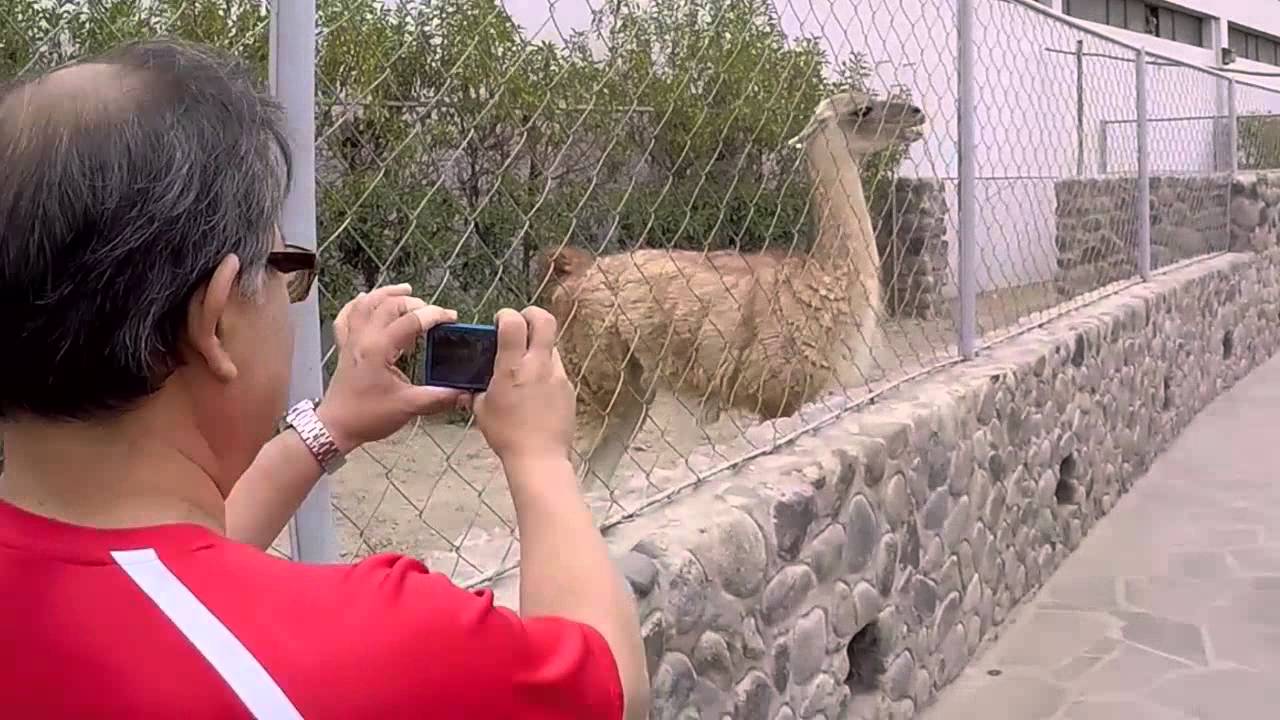 Guanaco faltoso escupe a una chica - Video Gracioso