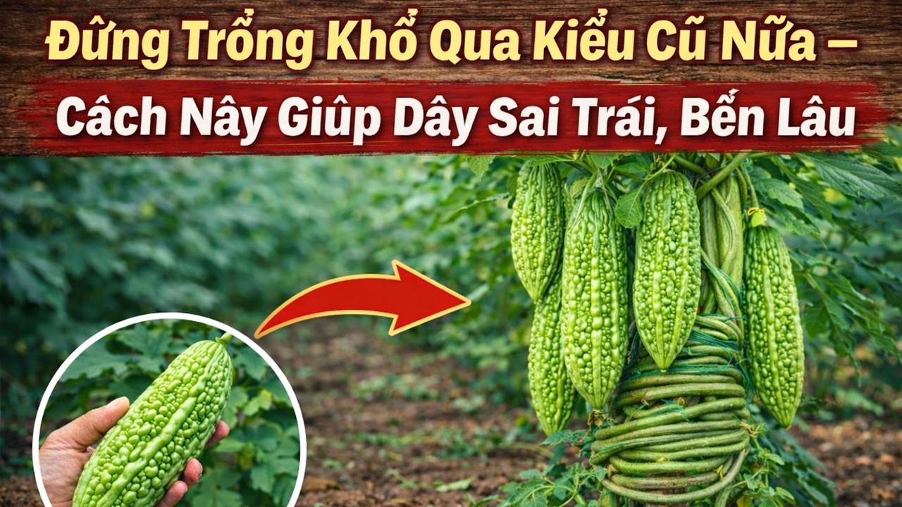 Khổ Qua Ít Đậu Trái? Thử Ngay Cách Quấn Dây & Thụ Phấn Này