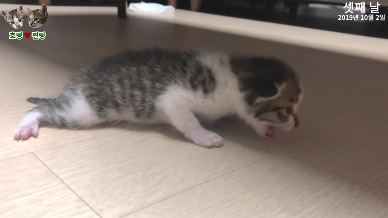 #1. 새끼고양이 입양 첫날부터 넷째 날까지 기록