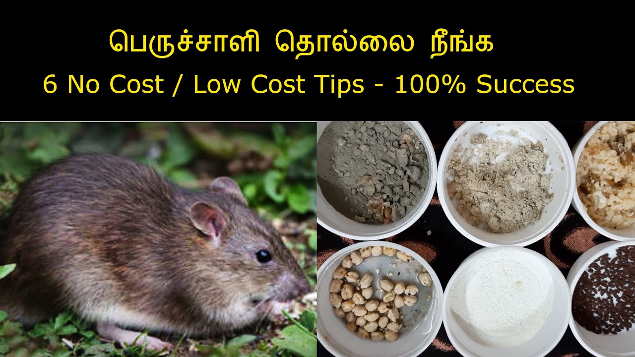 தோட்டத்தில் பெருச்சாளி ஒழிக்க இதுவரை யாரும் சொல்லாத 6 குறிப்புகள் Avoid rats from Terrace Garden