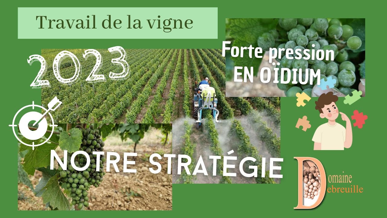 Les maladies de la vigne 2023 : l'attaque de l'oïdium / évité la destruction de la récolte