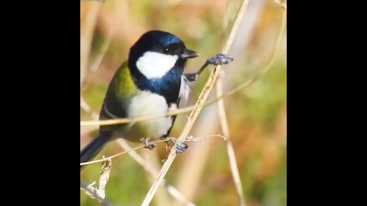 Bird predation scene Japanese Tit / Parus minor