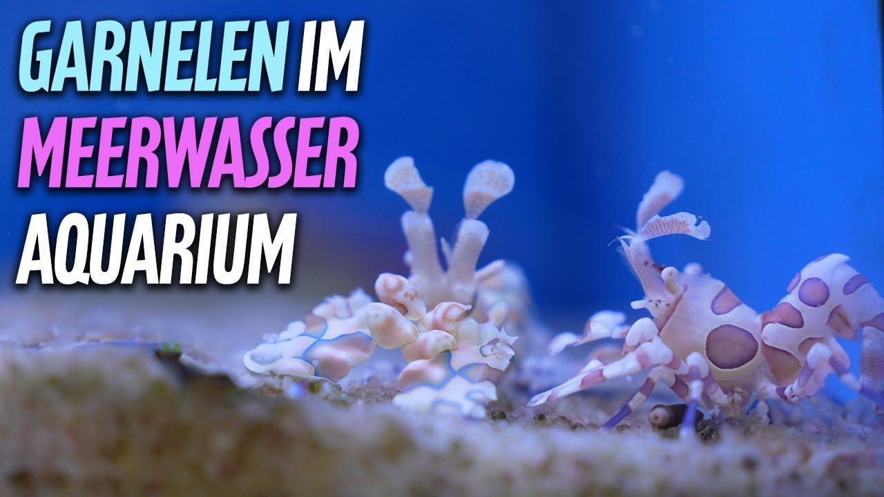 DAS musst du über Garnelen wissen! - PlanktonPlus Aquaristik