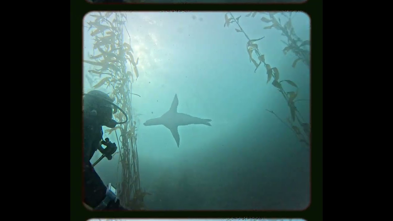Monterey Bay Scuba Diving