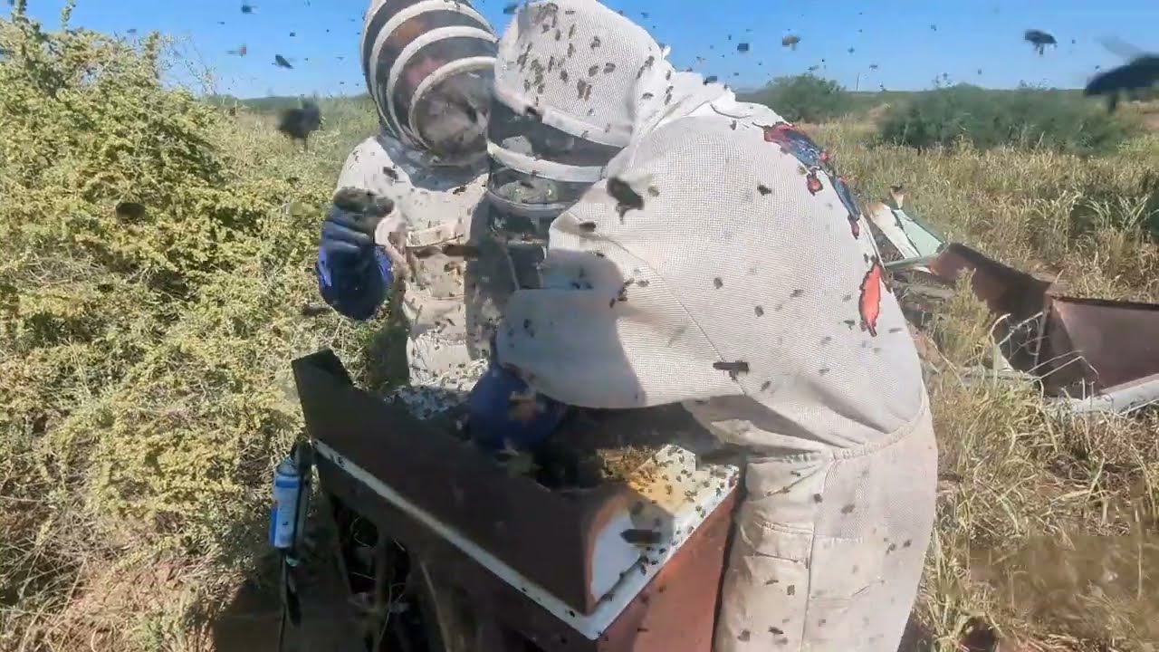 Honey Laundering!