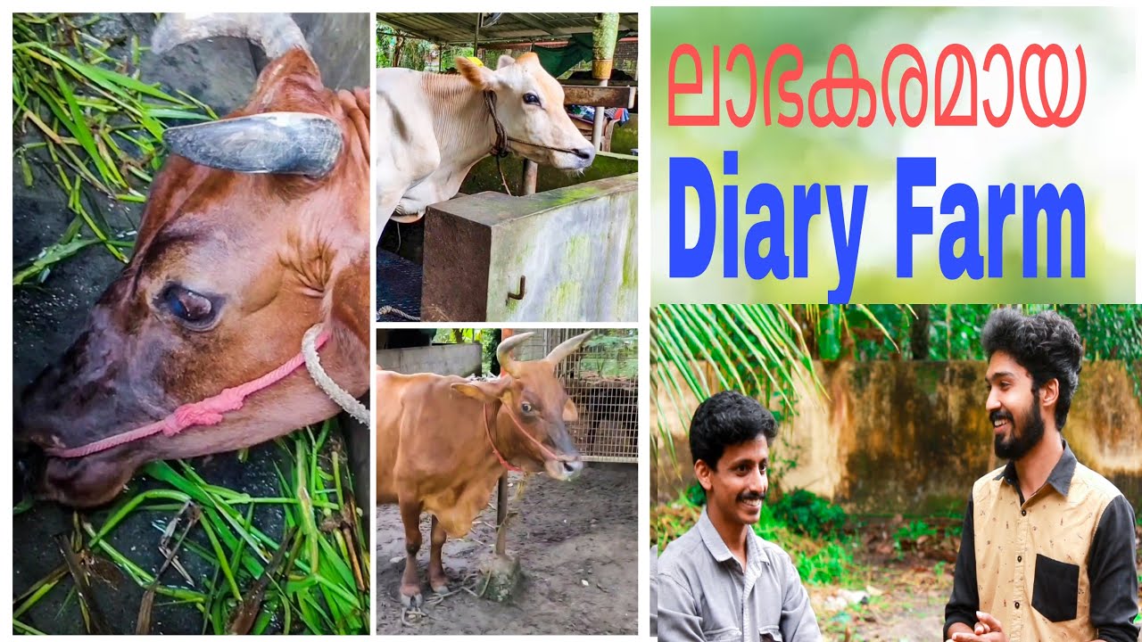 ലാഭകരമായി Diary Farm നടത്താം || Pashu farm || pashu valarthal || cow farm Kerala