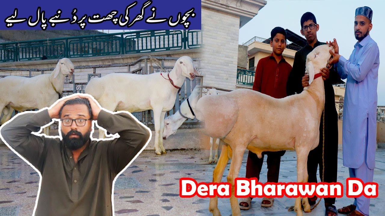 Dera Bharawan Da - Commando ney takkar maar di- Bakra Mandi 2025