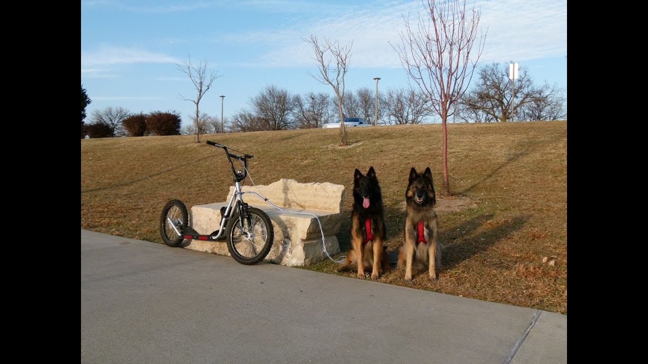 Urban Dog Mushing in Wichita