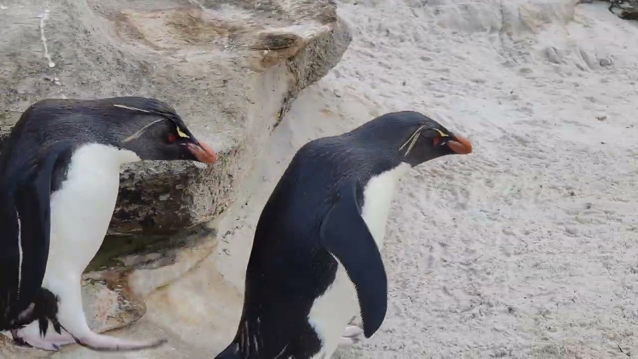 Rockhopper Penguins at Saunders Island, Falkland Islands.