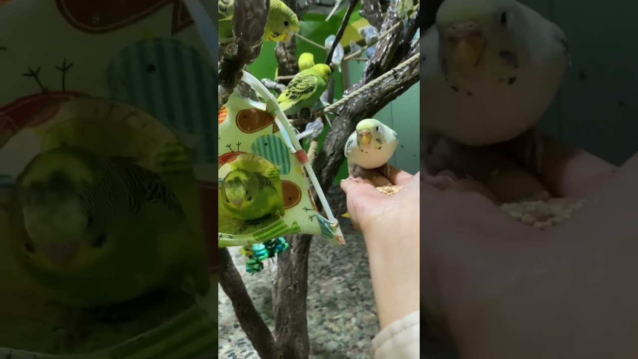 Cute birds!!! 🦜