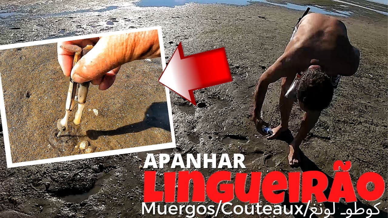 APANHAR LINGUEIRÃO PARA AS DOURADAS E PARA O PETISCO PODE SER SUPER DIVERTIDO 🍴😋MUERGOS /كوطوـ لونغ