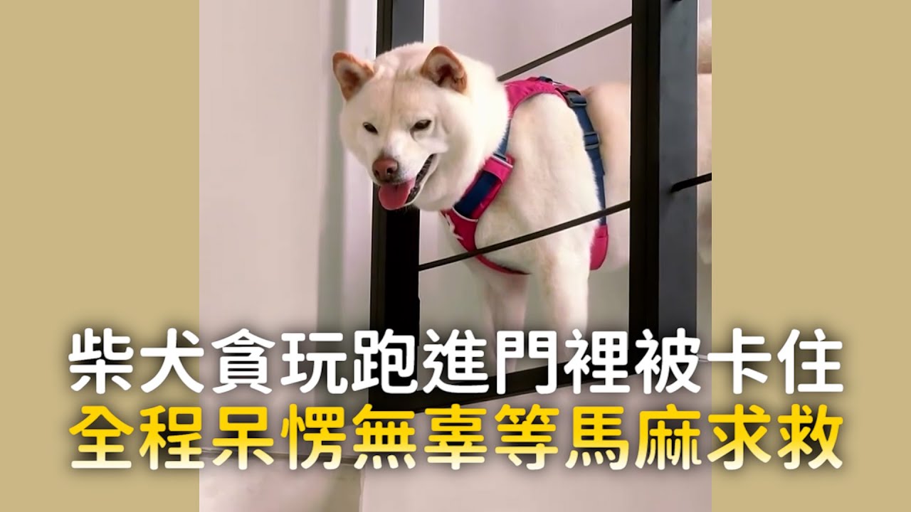 柴犬貪玩跑進門裡被卡住　全程呆愣無辜等馬麻求救