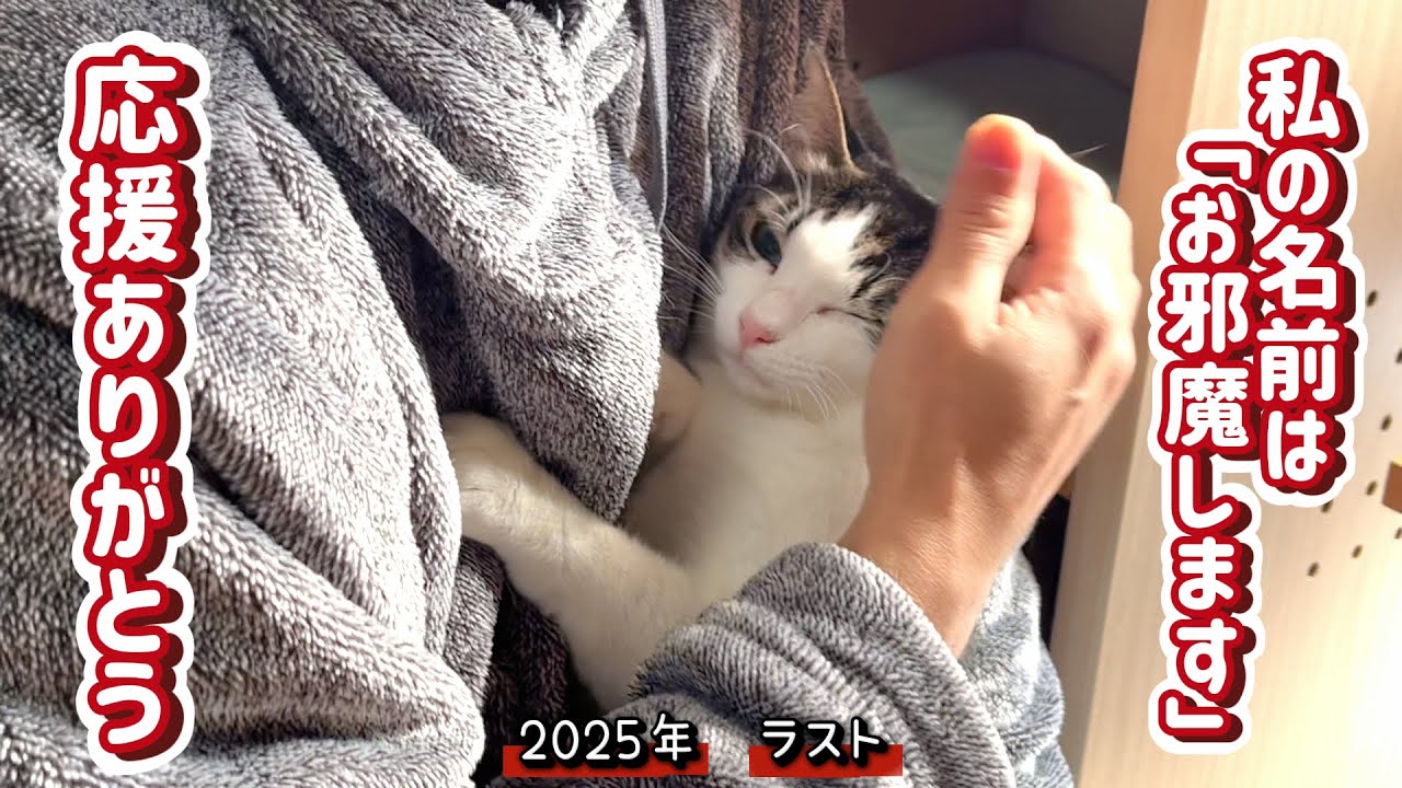 【保護猫】11匹のにゃんこ　今年もありがとうございました　2025ラスト