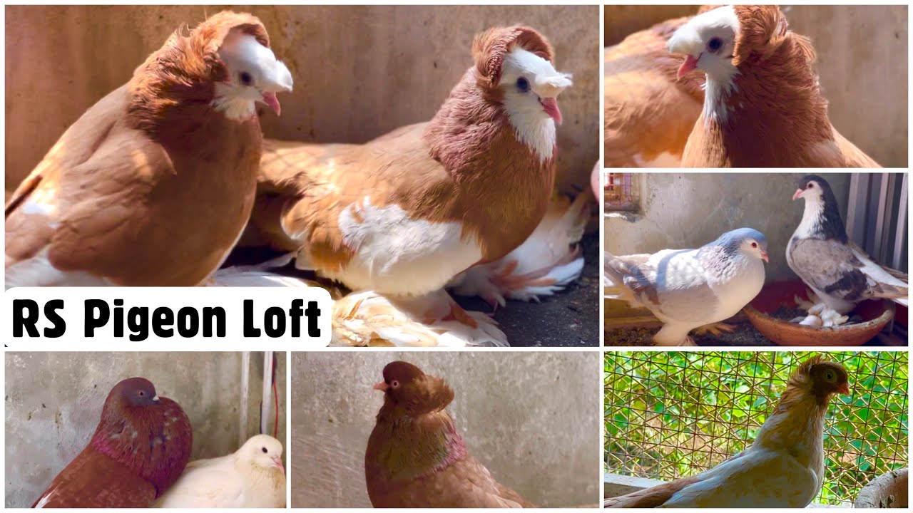 Fancy Pigeons of RS Pigeon Loft Vasai