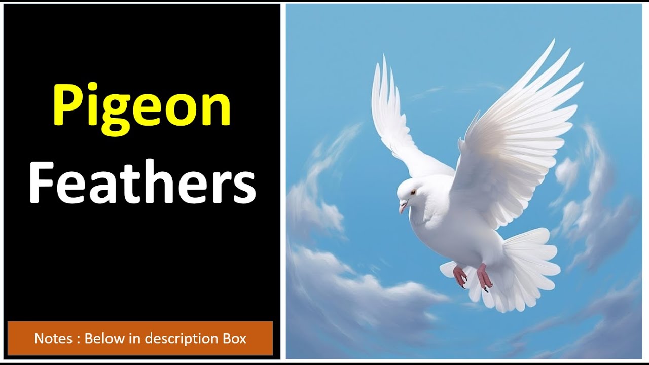 pigeon | feathers in pigeon
