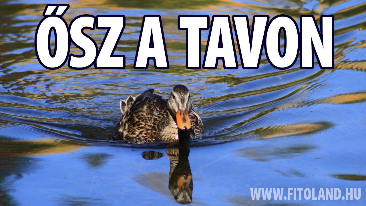 Ősz a tavon