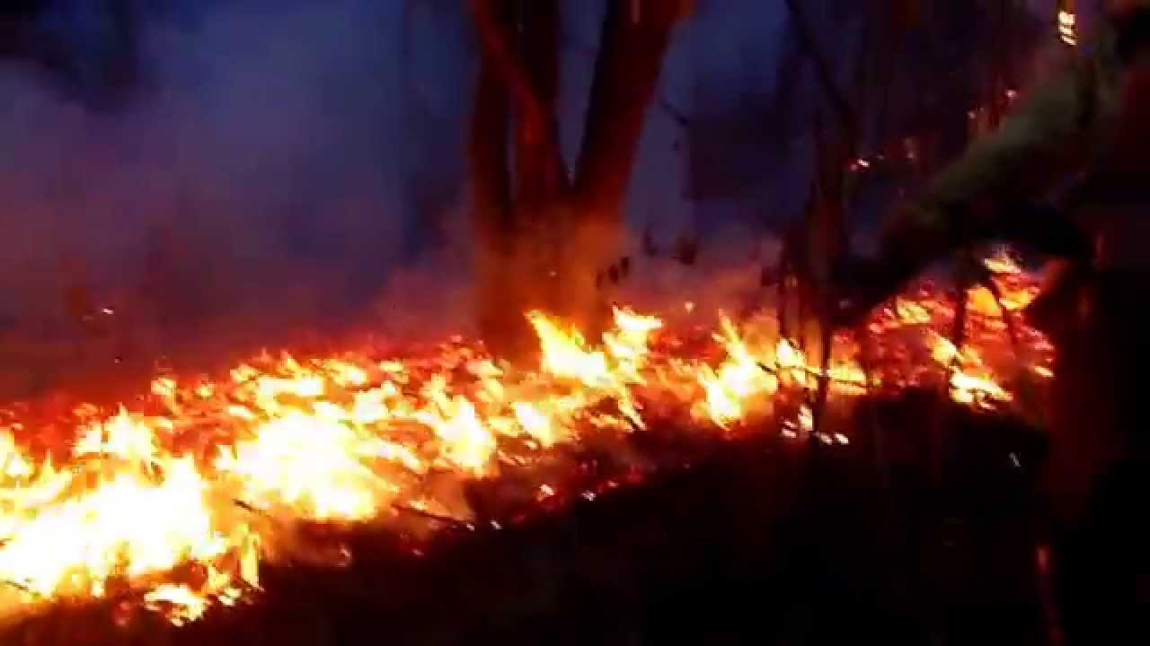 Uso do soprador STIHL BR 600 no Combate a Incêndio Florestal no Parque Estadual Serra do Sobrado.