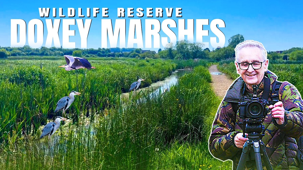 Doxey Marshes Wildlife in 4K | Stunning Spring Birds & Wetland Nature