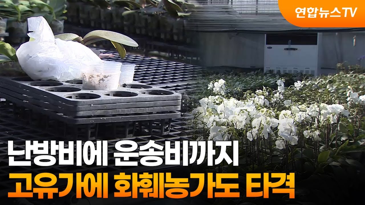 난방비에 운송비까지…고유가에 화훼농가도 타격 / 연합뉴스TV (YonhapnewsTV)