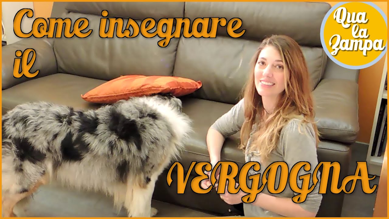 COME INSEGNARE AL CANE IL 