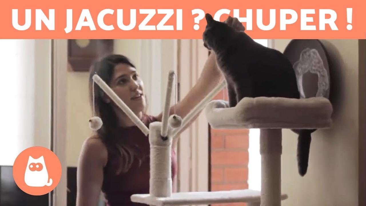 10 ACCESSOIRES POUR CHATS