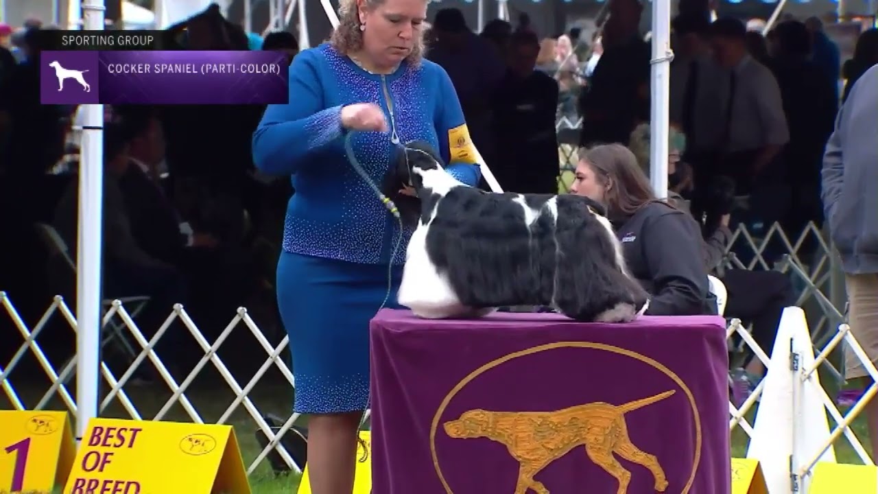 Spaniels (Cocker) Parti-Color | Breed Judging 2022