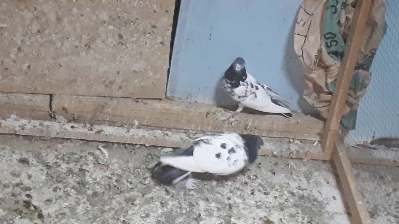 Teddy cross desi breeder pair high flying pigeons