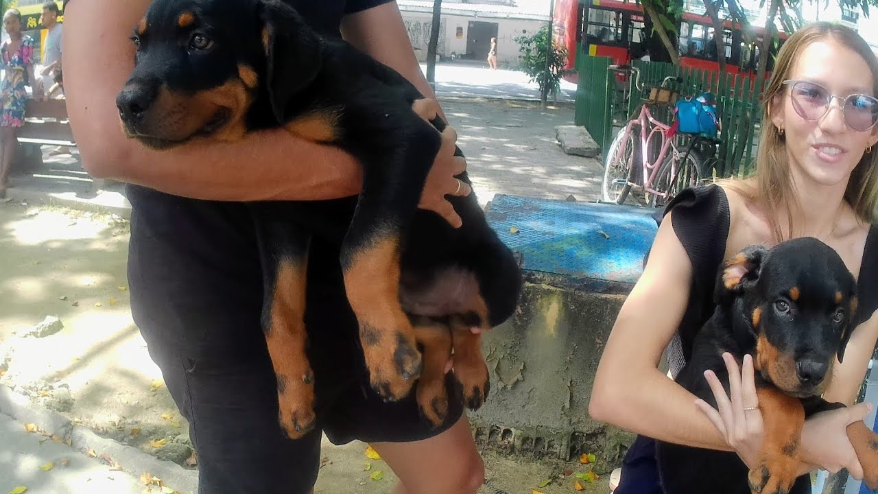 FEIRA DE CACHORRINHOS FILHOTES DO NORDESTE _MERCADO DA MADALENA RECIFE-PE