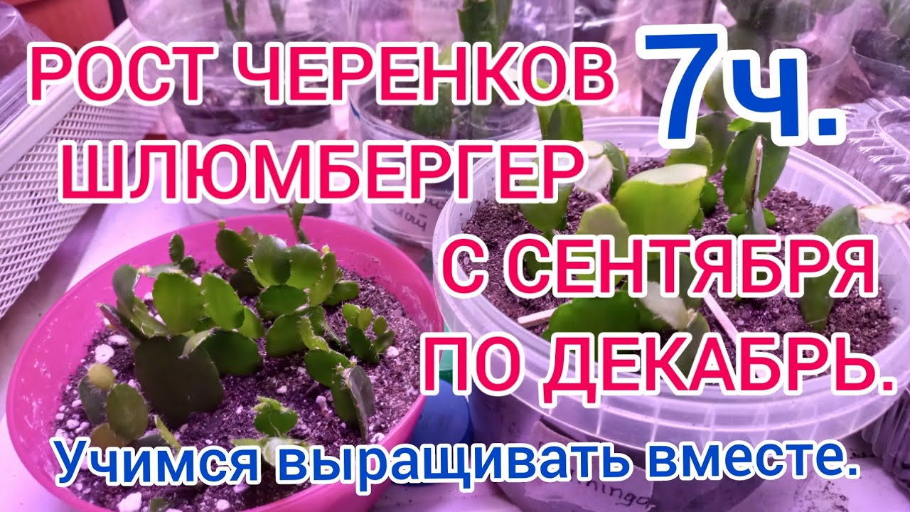 ШИКАРНЫЙ РОСТ ЧЕРЕНКОВ ШЛЮМБЕРГЕР И РИПСАЛИДОПСИСОВ.  ИСПОЛЬЗОВАНИЕ СТИМУЛЯТОРА НВ101.