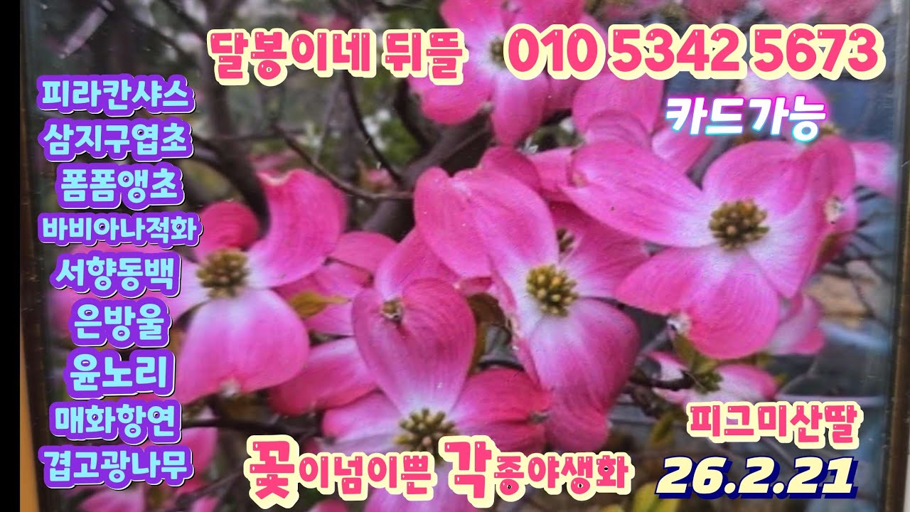 달봉이네뒤뜰/#피그미산딸 #겹고광나무 #매화항연 #은방울 #피라칸샤스 #윤노리 #삼지구엽초등