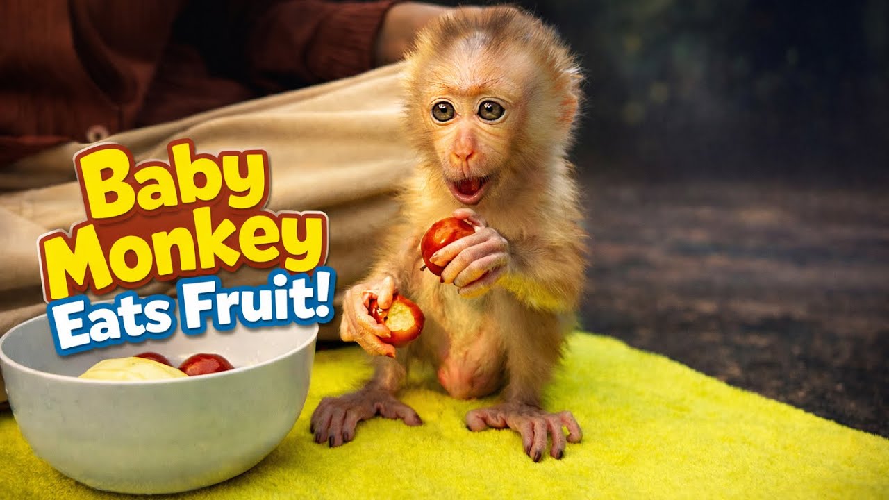 Baby Monkey Eats Fruit for the First Time | Cute & Smart Monkey 💕