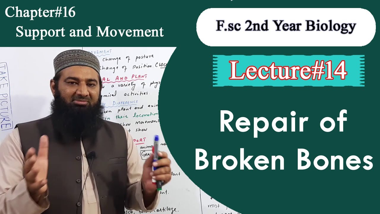 Biology Ch#16-Lecture#14 Repair of broken bones   (F.Sc 2nd Year)