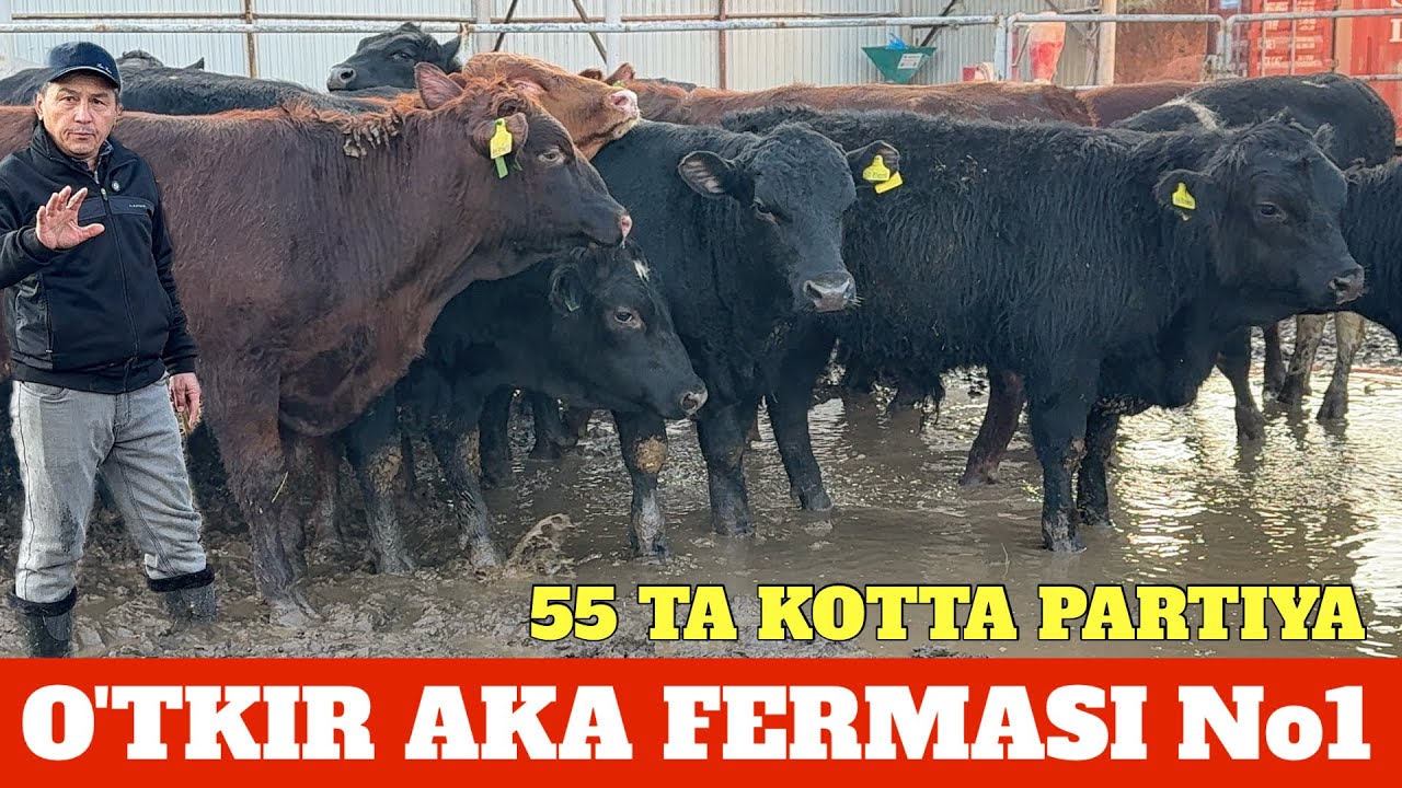 ARZONCHI AMAKI ABERDIN ANGUS GREFORD ARGINAL BUQALARI KELDI 55 BOSH
