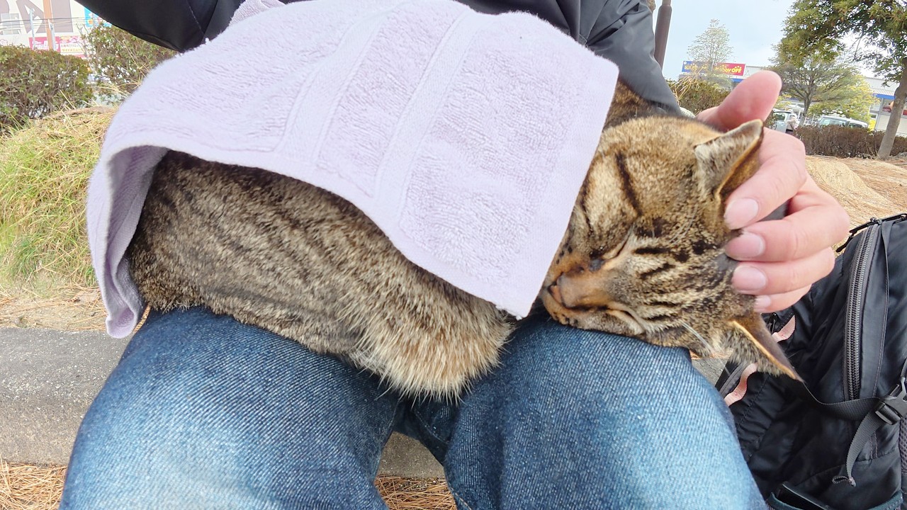 Полосатый кот сидит на коленях у человека и свернулся клубочком, чтобы вздремнуть