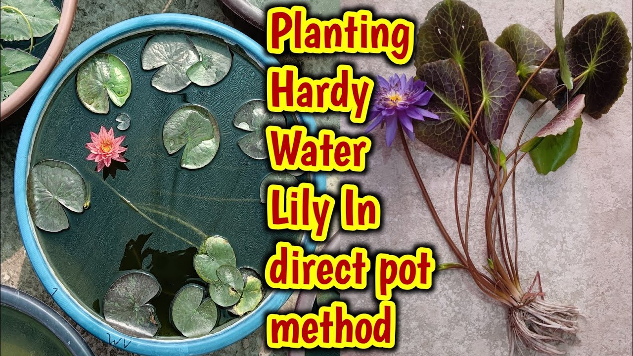 Planting Hardy Water Lily Plant In Direct Pot Method #hardywaterlily #waterlilyplant #waterlily