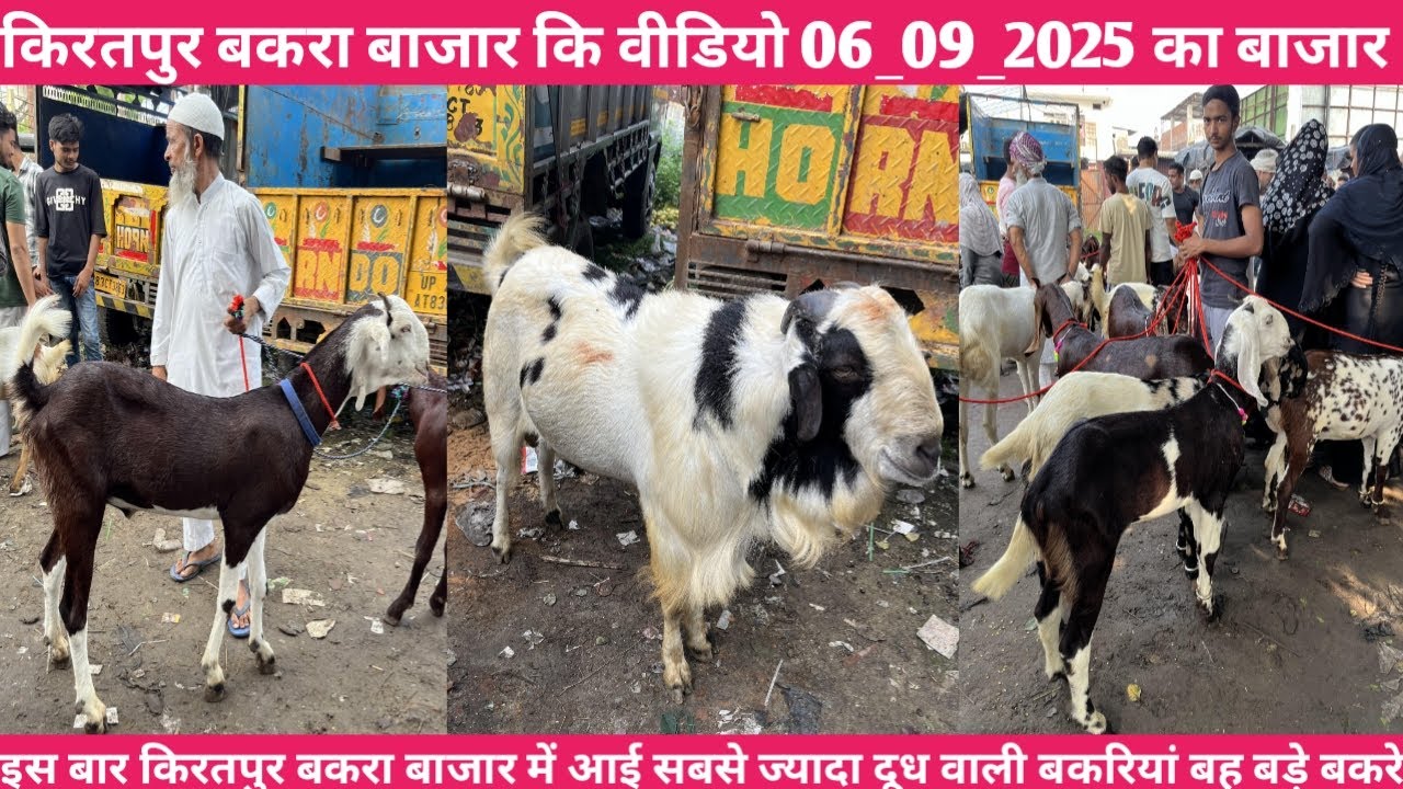 किरतपुर बकरा बाजार कि 7 सितंबर 2025 बड़े बकरे बकरियों कि वीडियो || पालने वाले बकरी के छोटे बच्चे