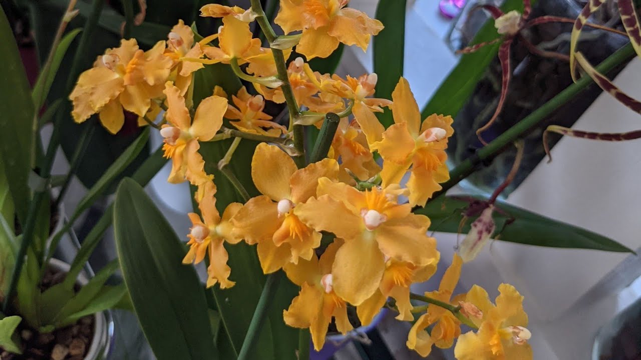 Replante de um Oncidium.