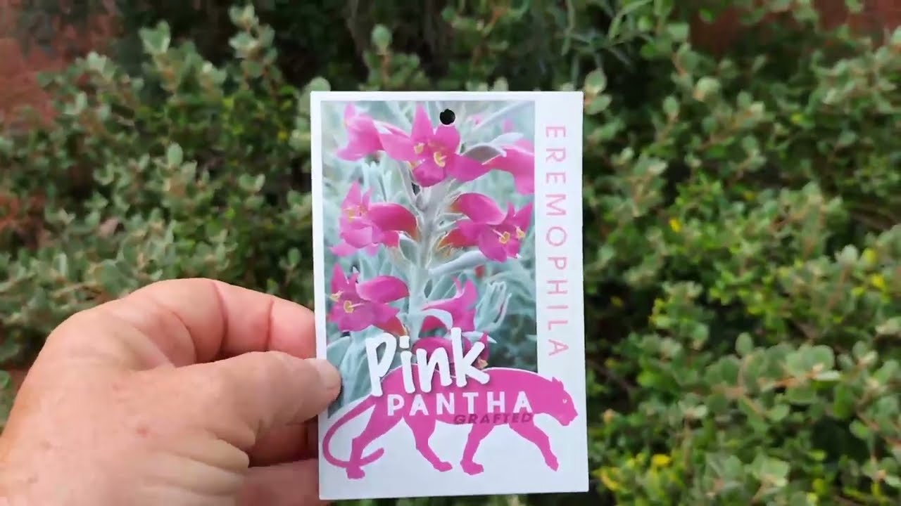 Eremophila 'Pink Pantha'. Basic Pruning Tips #7  Trish the Gong Gardener.