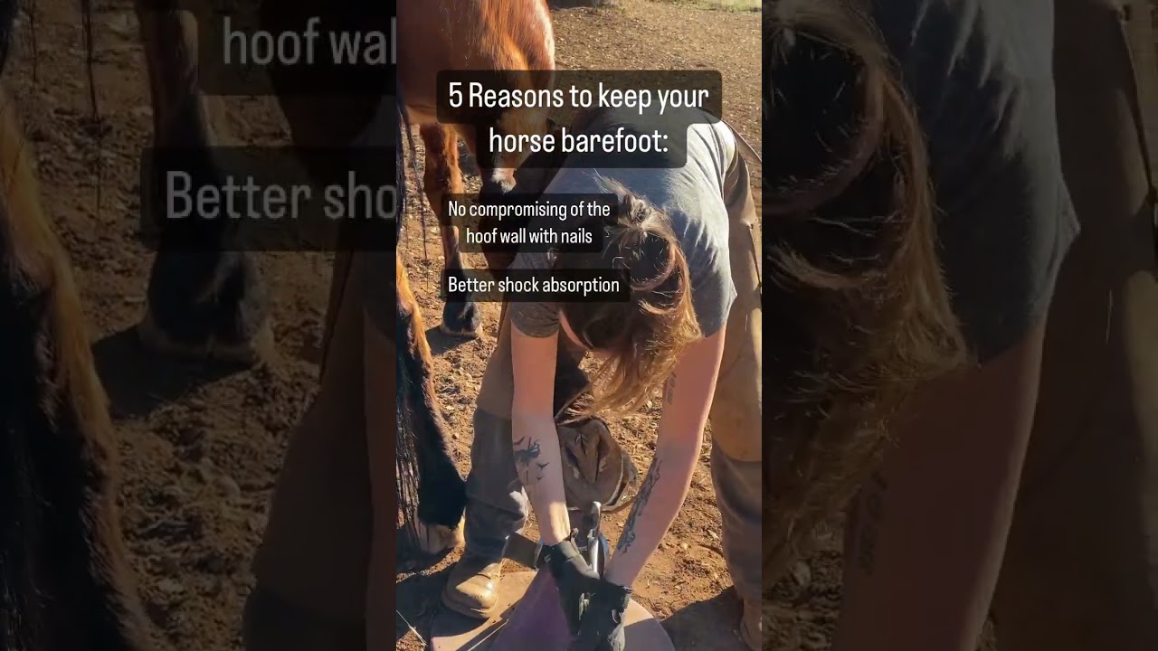 5 reasons your horse should be barefoot 🦶🐴 #horseowner #equestrian #hoofcare #hoofhealth #horses