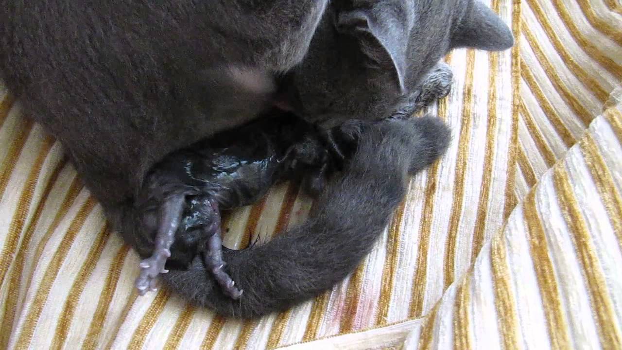 kedi doğum videosu