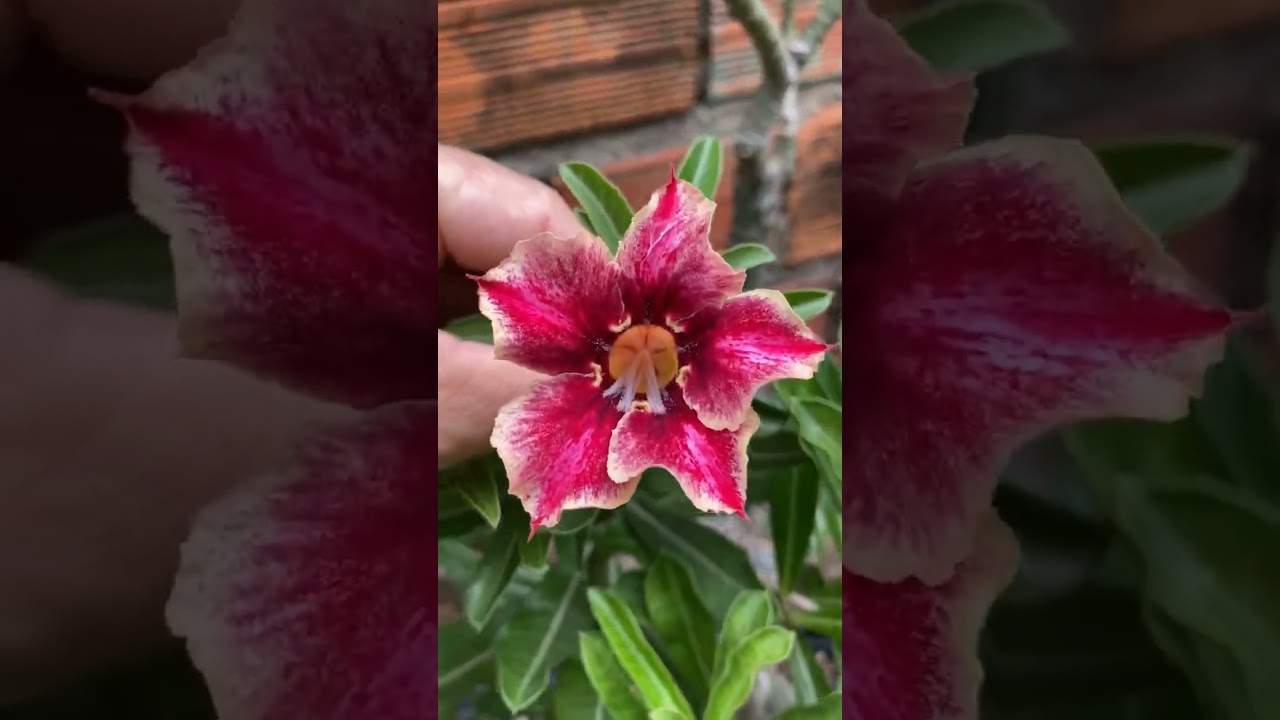 PERCEVEJO VS APRODRECIMENTO DA ROSA DO DESERTO