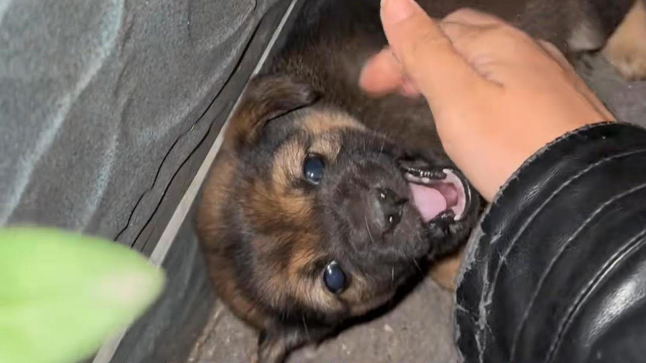 The puppy was abandoned on the roadside, crying loudly: 