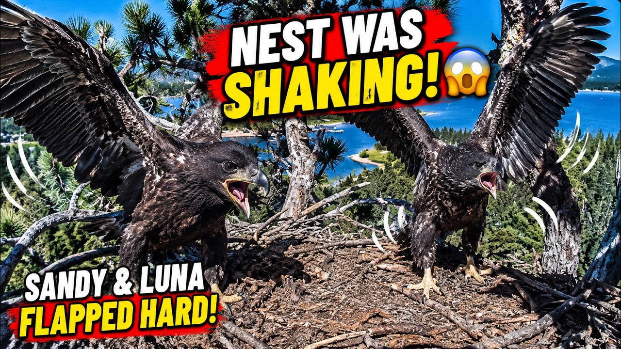 The Whole Nest Started SHAKING.💥What Were Sandy & Luna Doing? 😱🦅The Nest Shaking Like An Earthquake👀