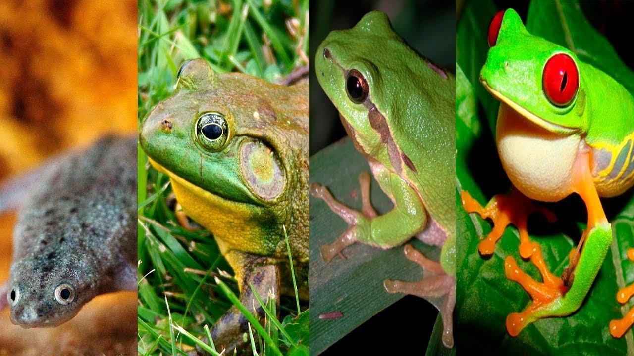 4 DE LAS MEJORES RANAS PARA TENER COMO MASCOTA